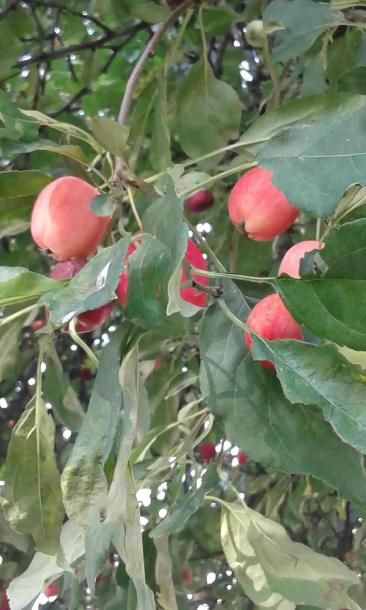 Brown Building - Image 9 of 9