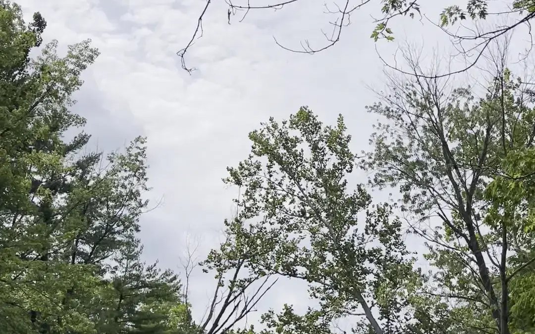 Still Water on the Wildcat Recovery - Image 19 of 19